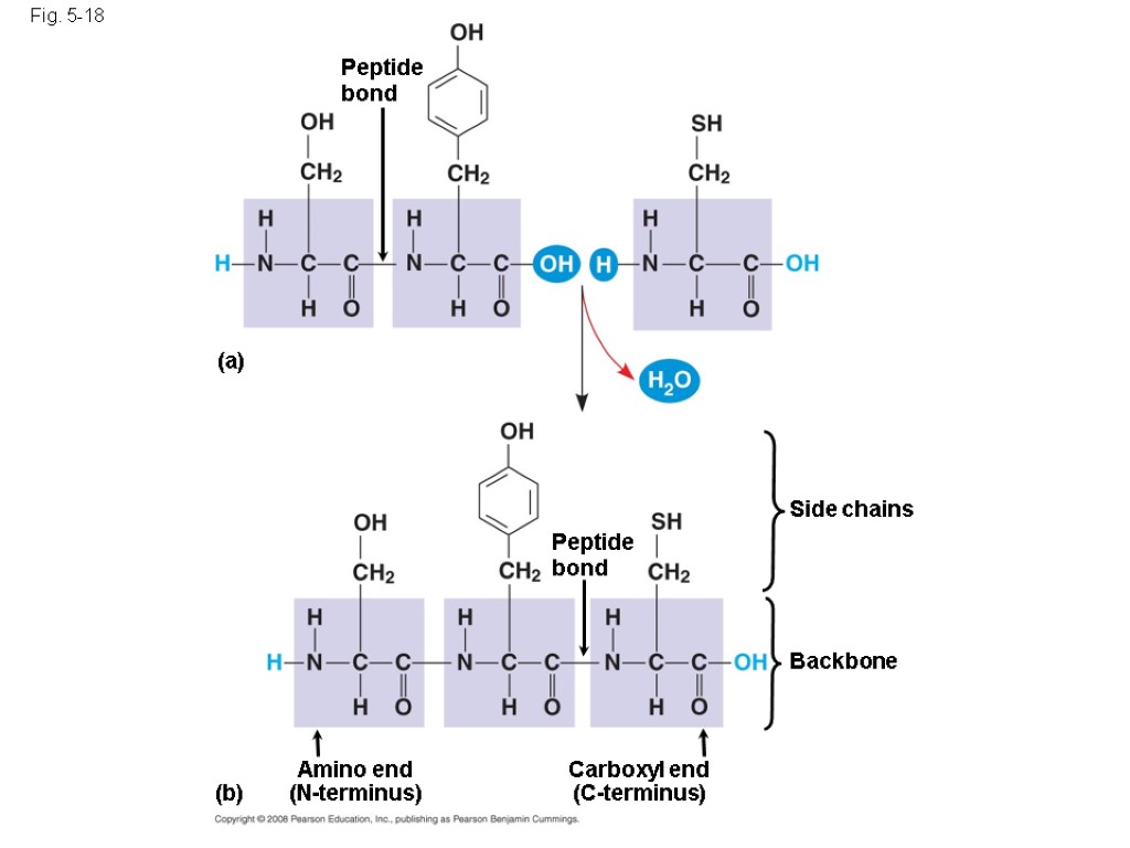 Peptide bond Fig. 5-18 Amino end (N-terminus) Peptide bond Side chains Backbone Carboxyl end